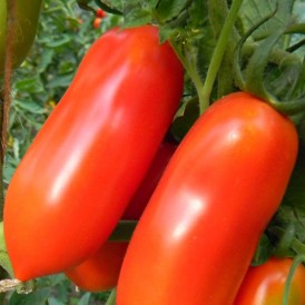 Tomate San Marzano 2 Bio